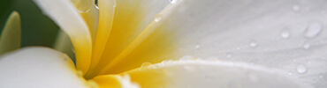 close-up of plumeria flower